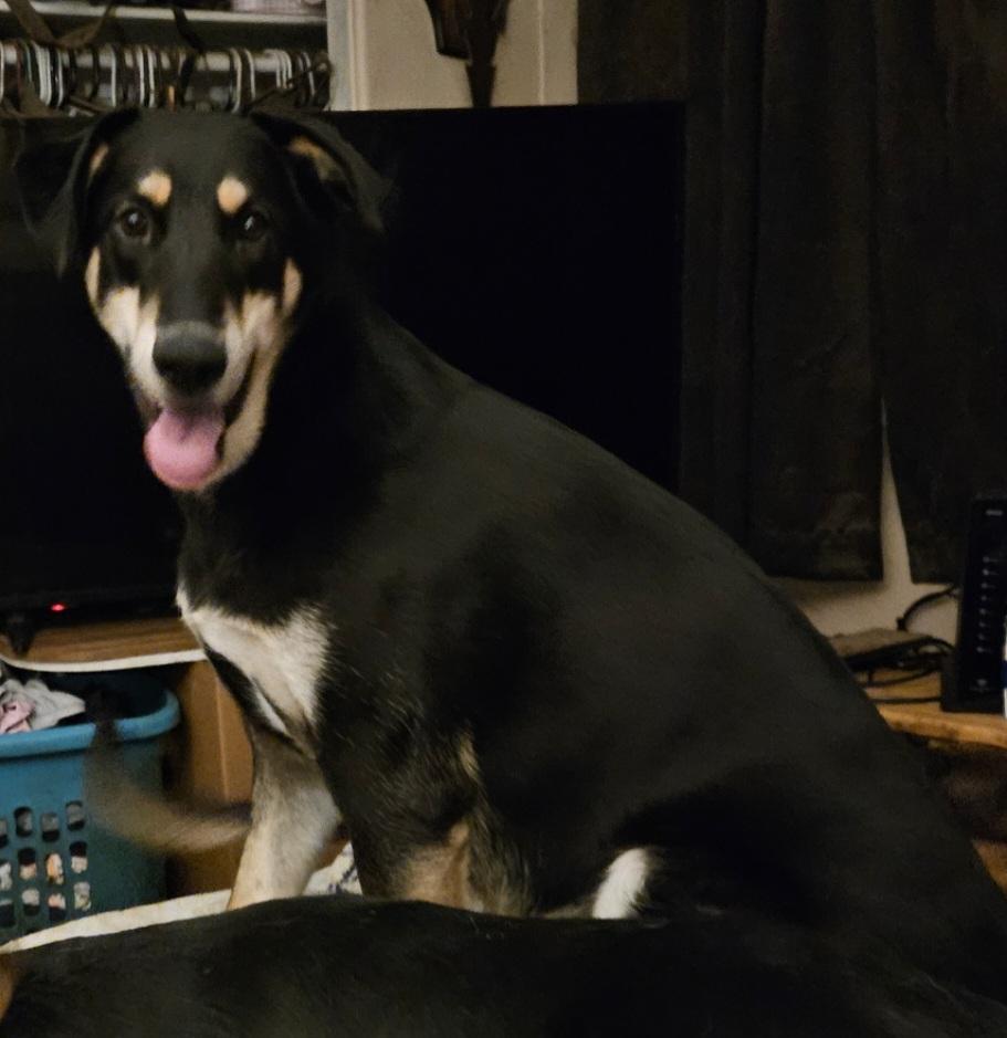 Theo, a Adoptable mixed breed in Roy, WA image 3/3