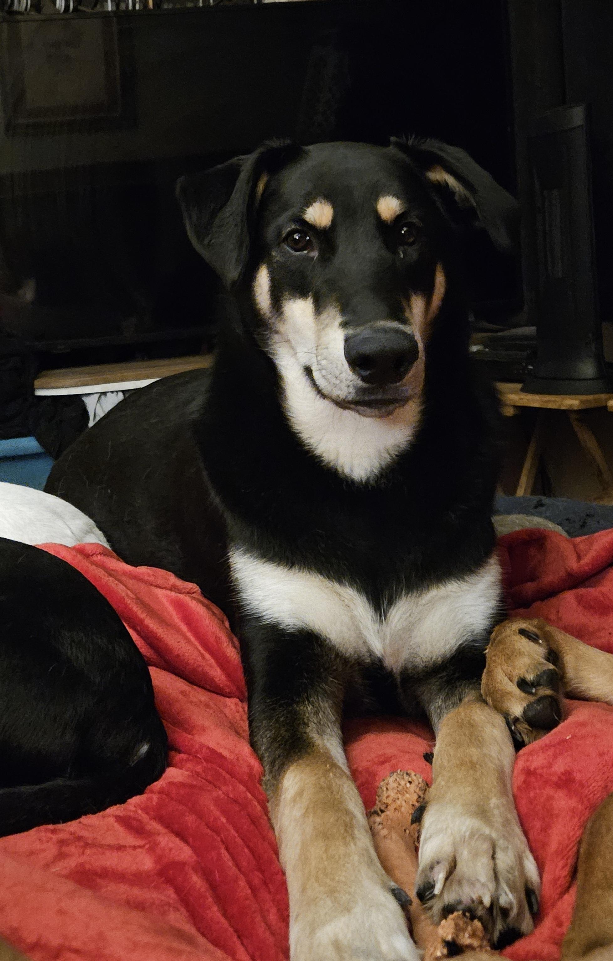 Theo, a Adoptable mixed breed in Roy, WA image 1/3