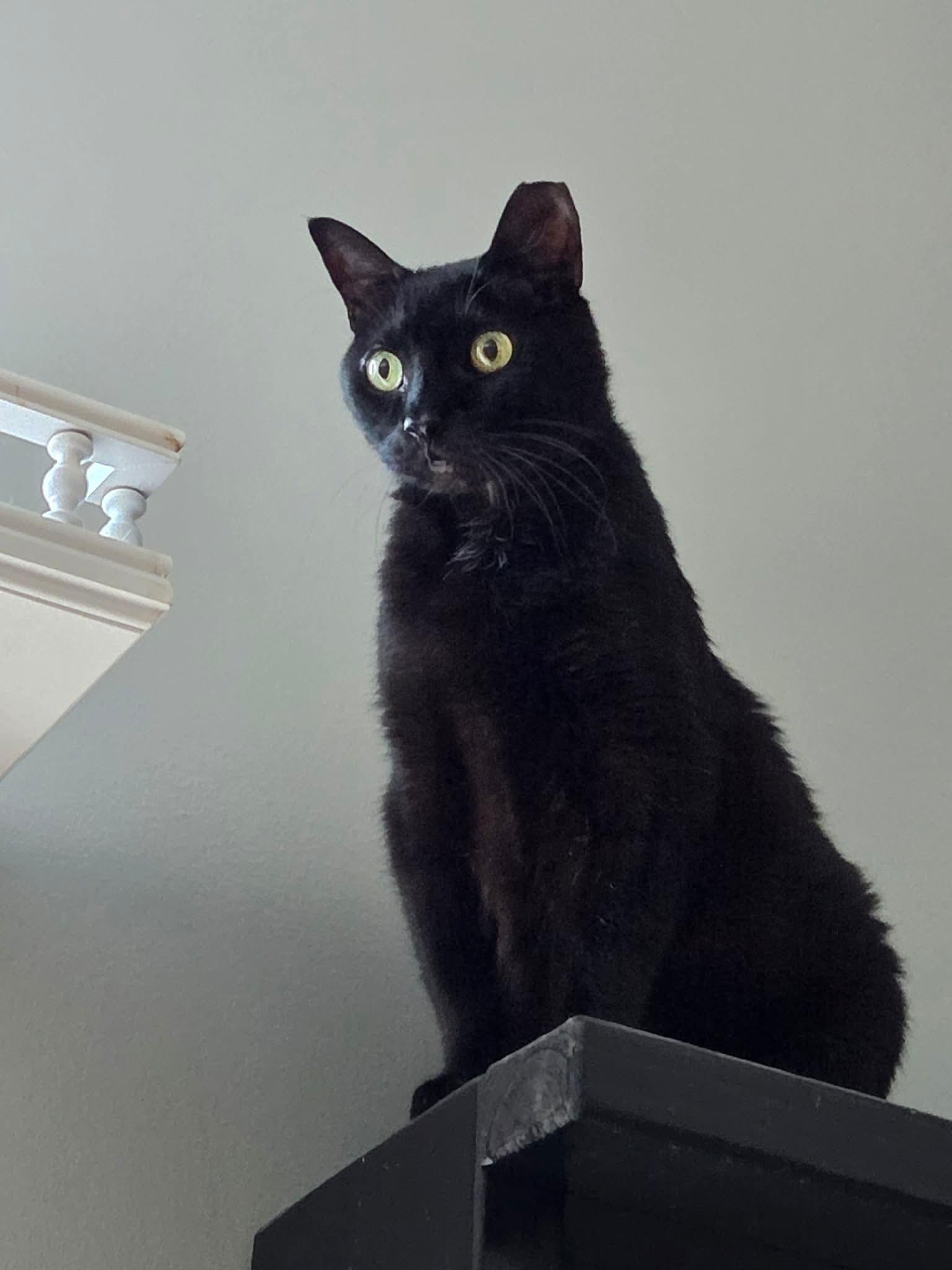 Pets for adoption from Rad Cat, Inc. | Petfinder