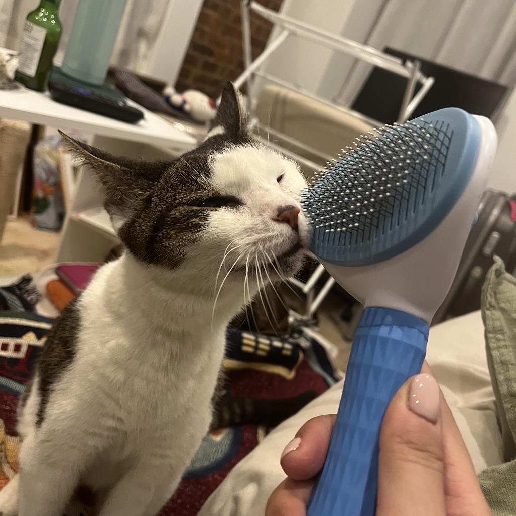 Millie, Adoptable, Senior Female Domestic Short Hair.