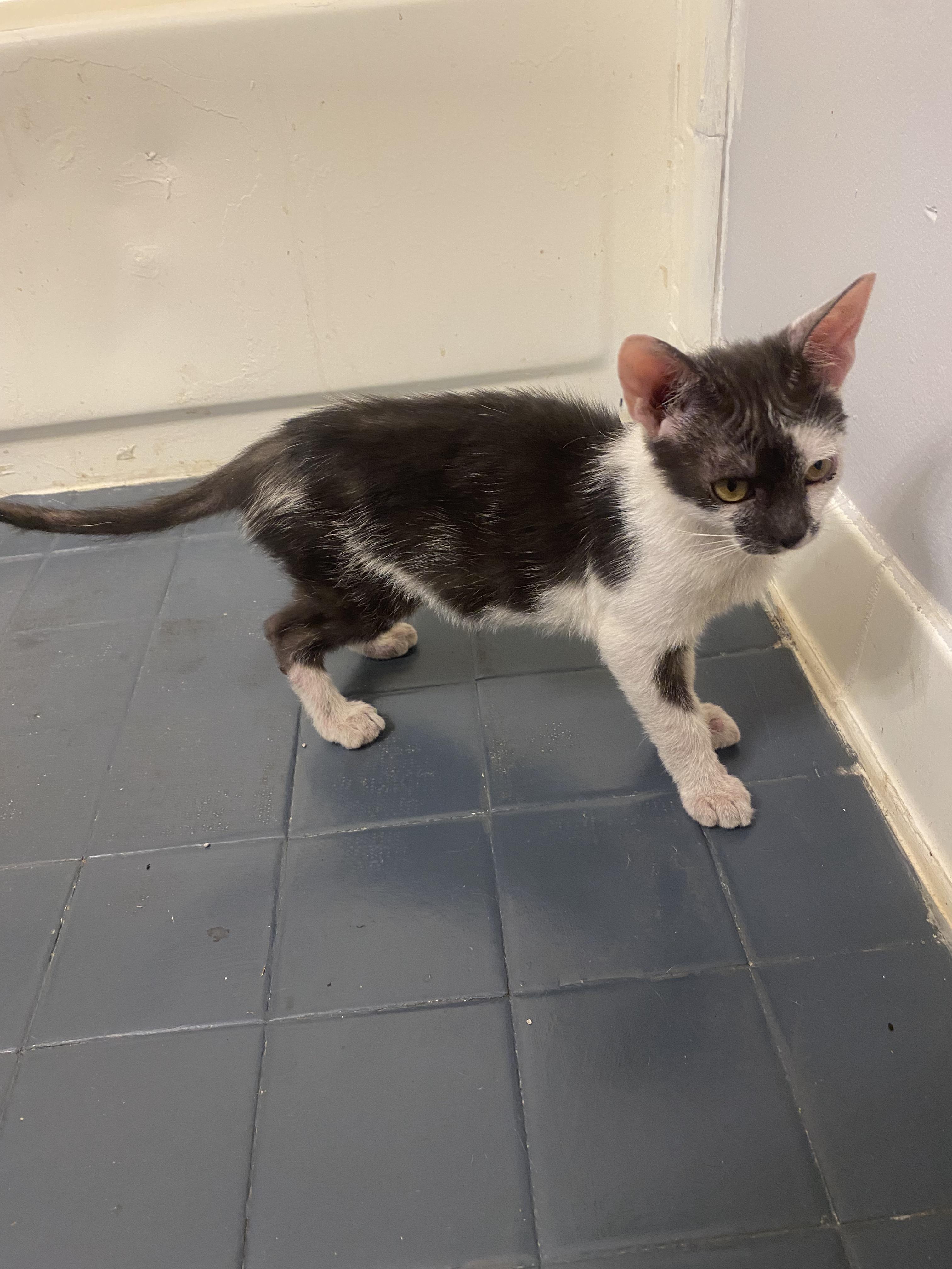 Enlarge Blinky, a Adoptable Tuxedo in Farmington, CT image 3/3
