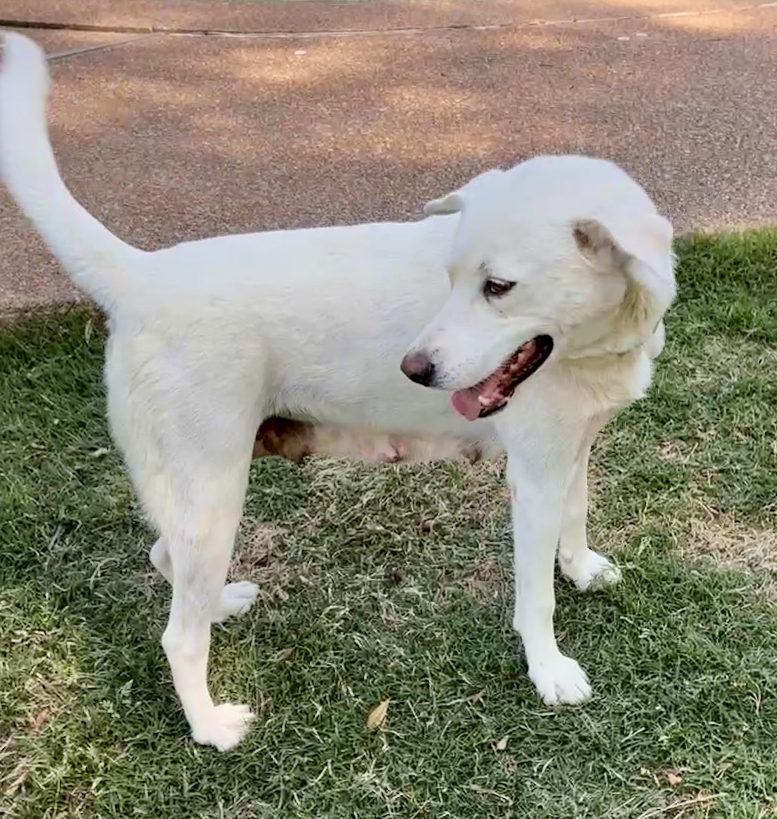 Enlarge Helen , a Adoptable mixed breed in Arlington , VA image 2/6