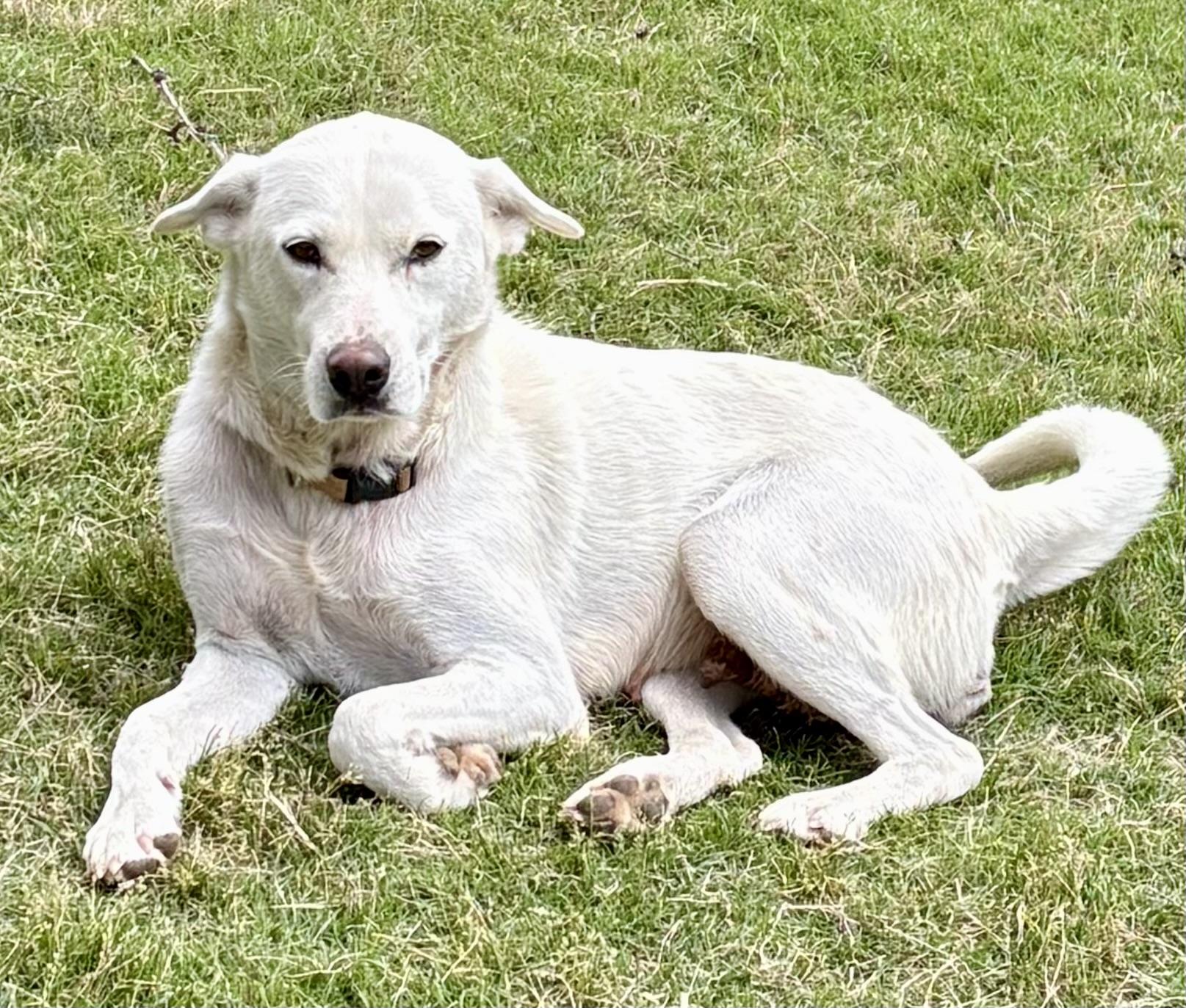 Helen , a Adoptable mixed breed in Arlington , VA image 1/6