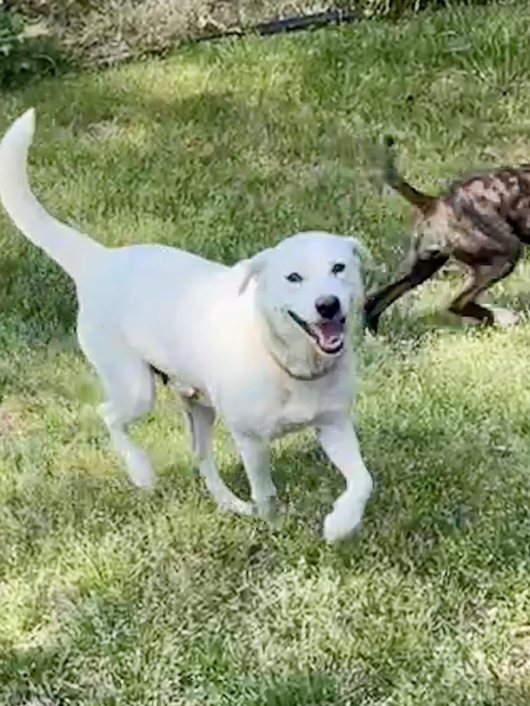 Enlarge Helen , a Adoptable mixed breed in Arlington , VA image 4/6