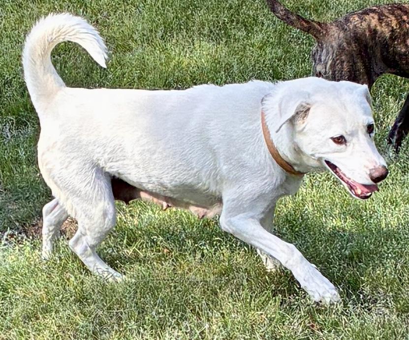 Enlarge Helen , a Adoptable mixed breed in Arlington , VA image 3/6