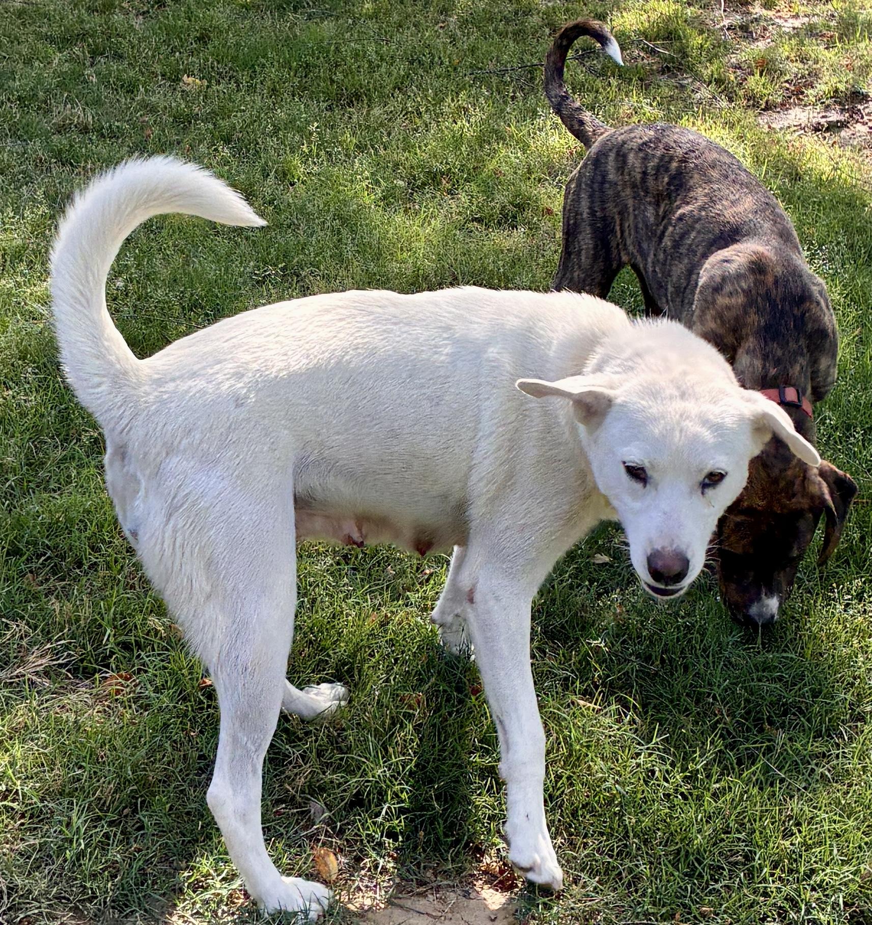 Enlarge Helen , a Adoptable mixed breed in Arlington , VA image 1/6
