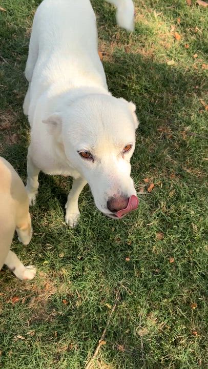 Enlarge Helen , a Adoptable mixed breed in Arlington , VA video 6/6