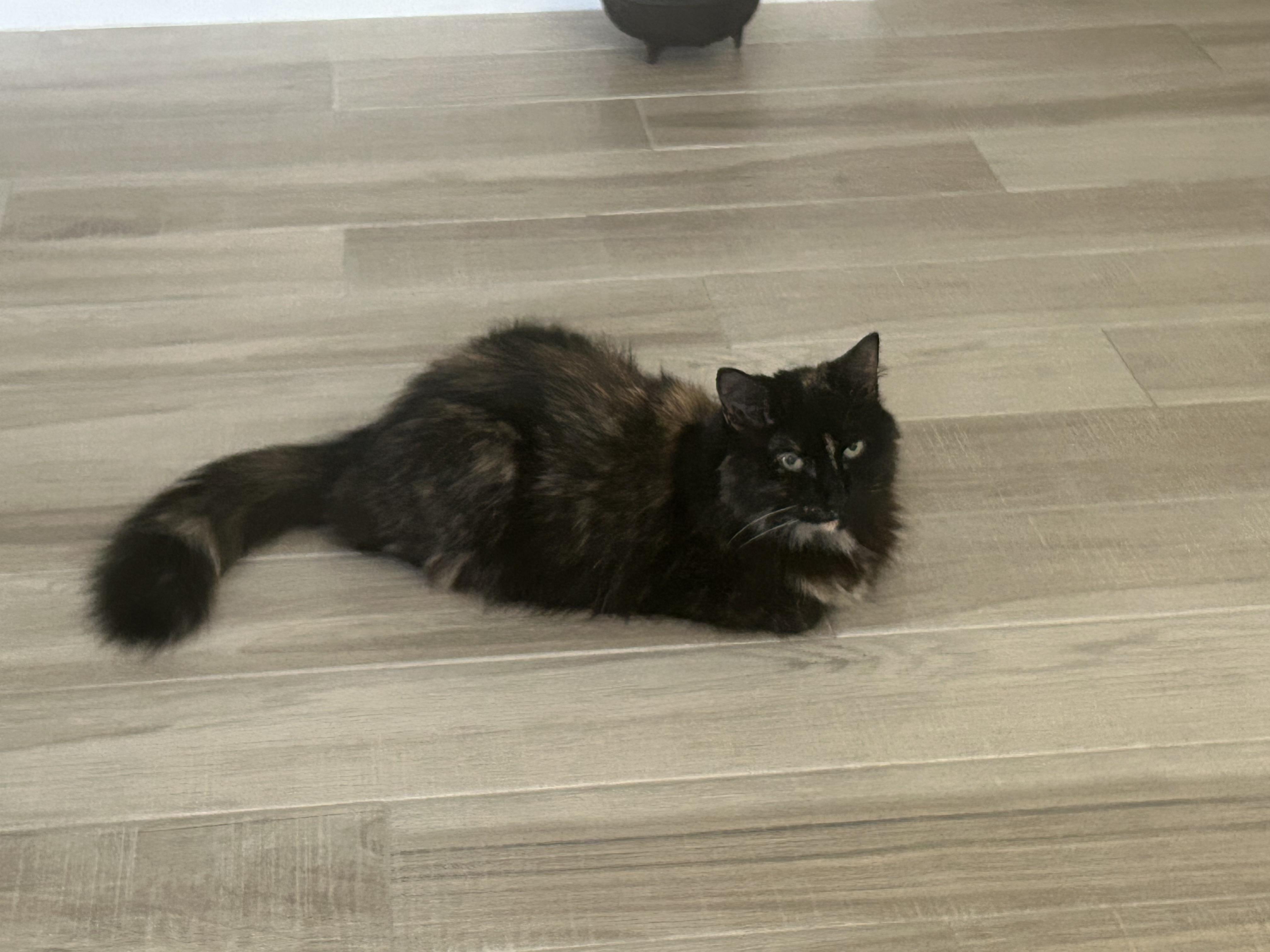 Ember - SERIOUS APPLICANTS ONLY!!!, Adult Female Norwegian Forest Cat