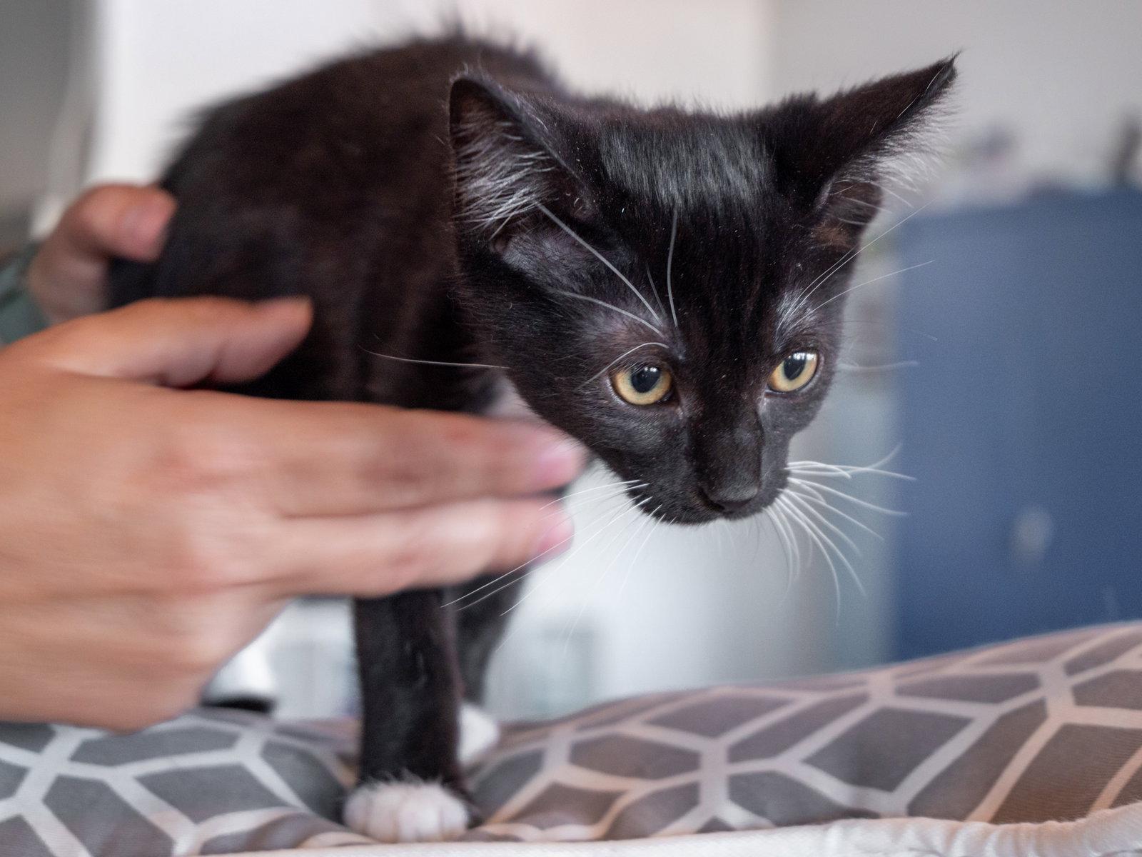 Raya, Adoptable, Kitten Female Domestic Short Hair.