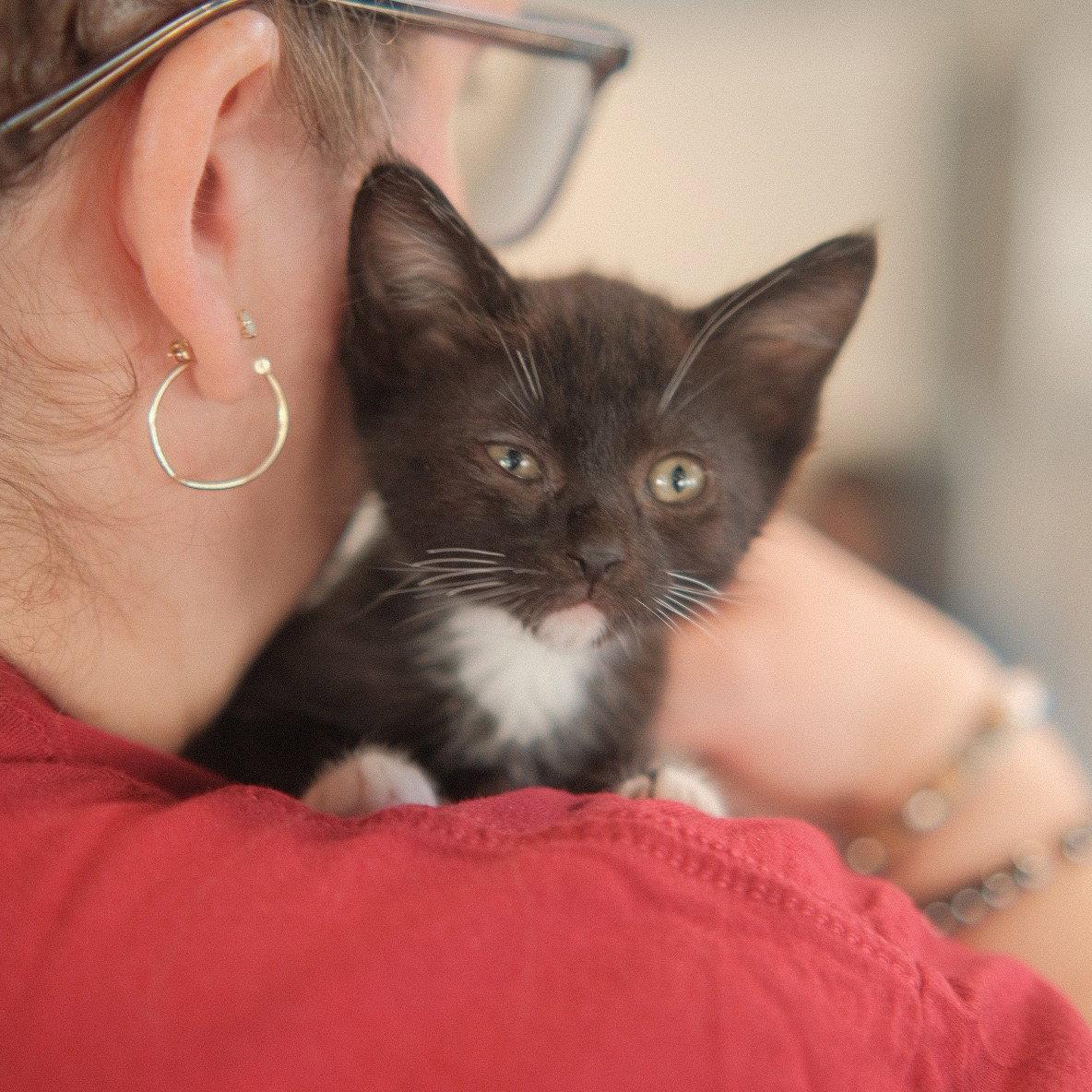 Enlarge Raya, a Adoptable Domestic Short Hair in San Jose, CA image 2/3