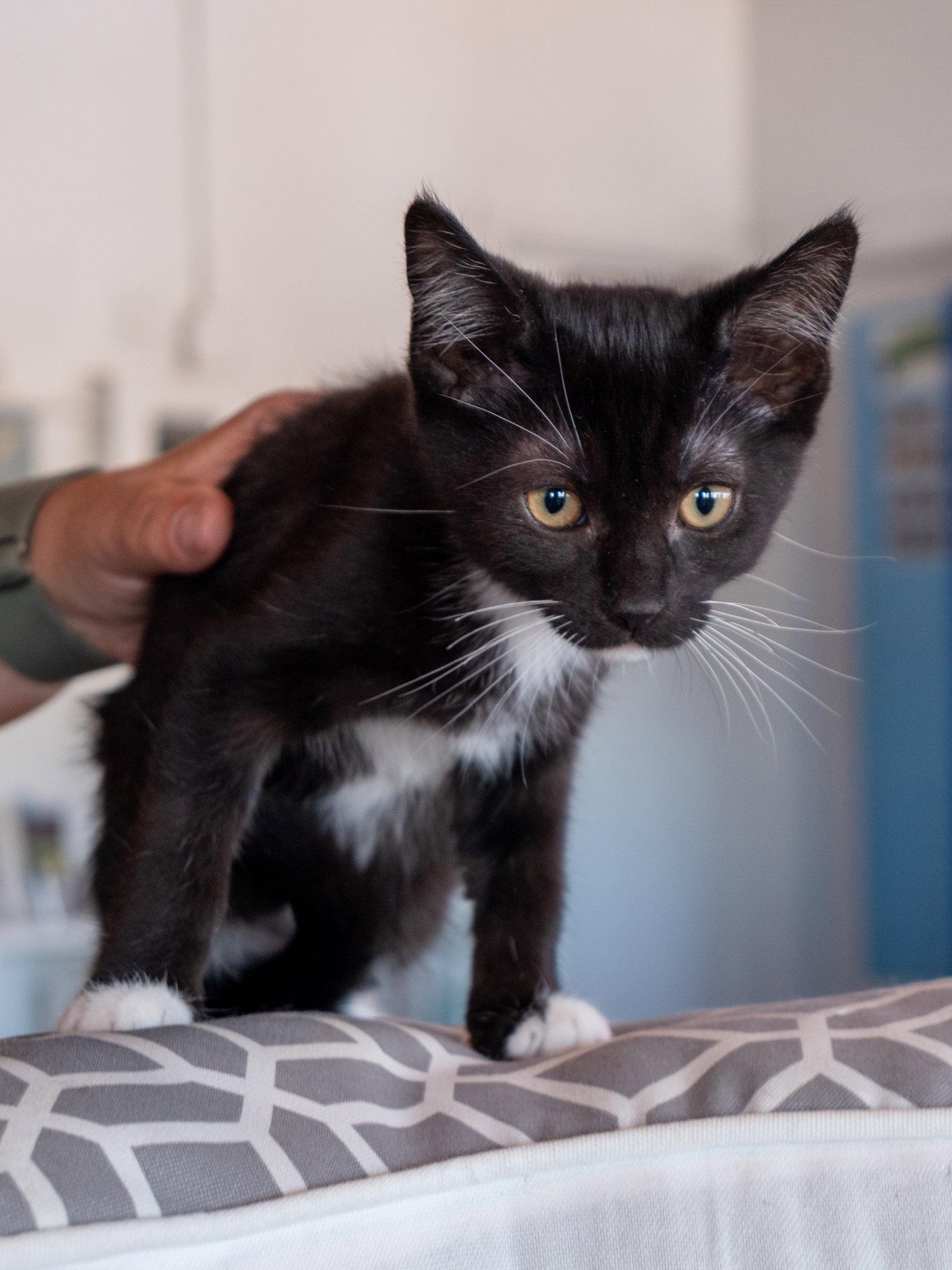 Enlarge Raya, a Adoptable Domestic Short Hair in San Jose, CA image 3/3