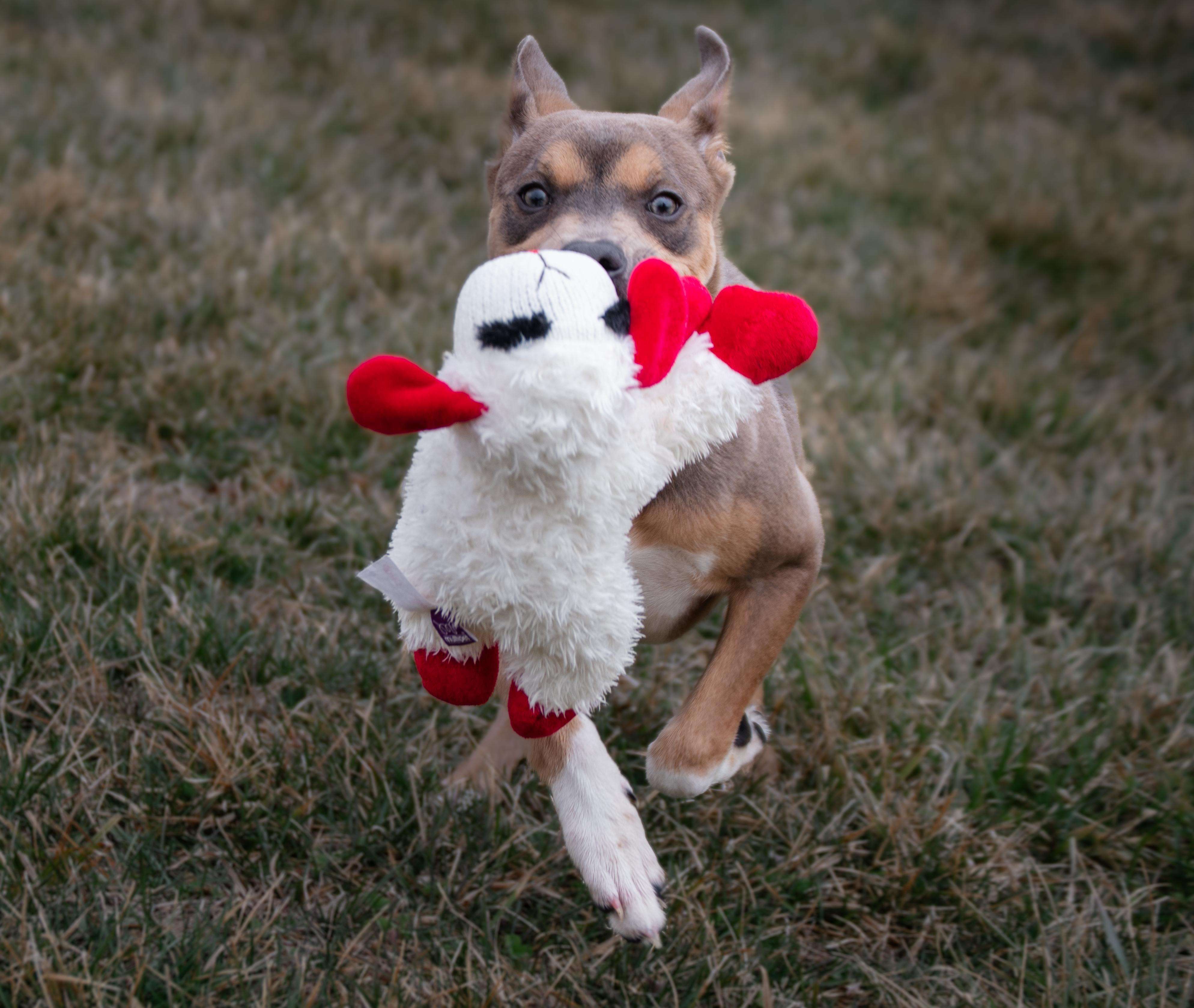 Enlarge Stormy, an adopted mixed breed in Winchester, KY image 6/6
