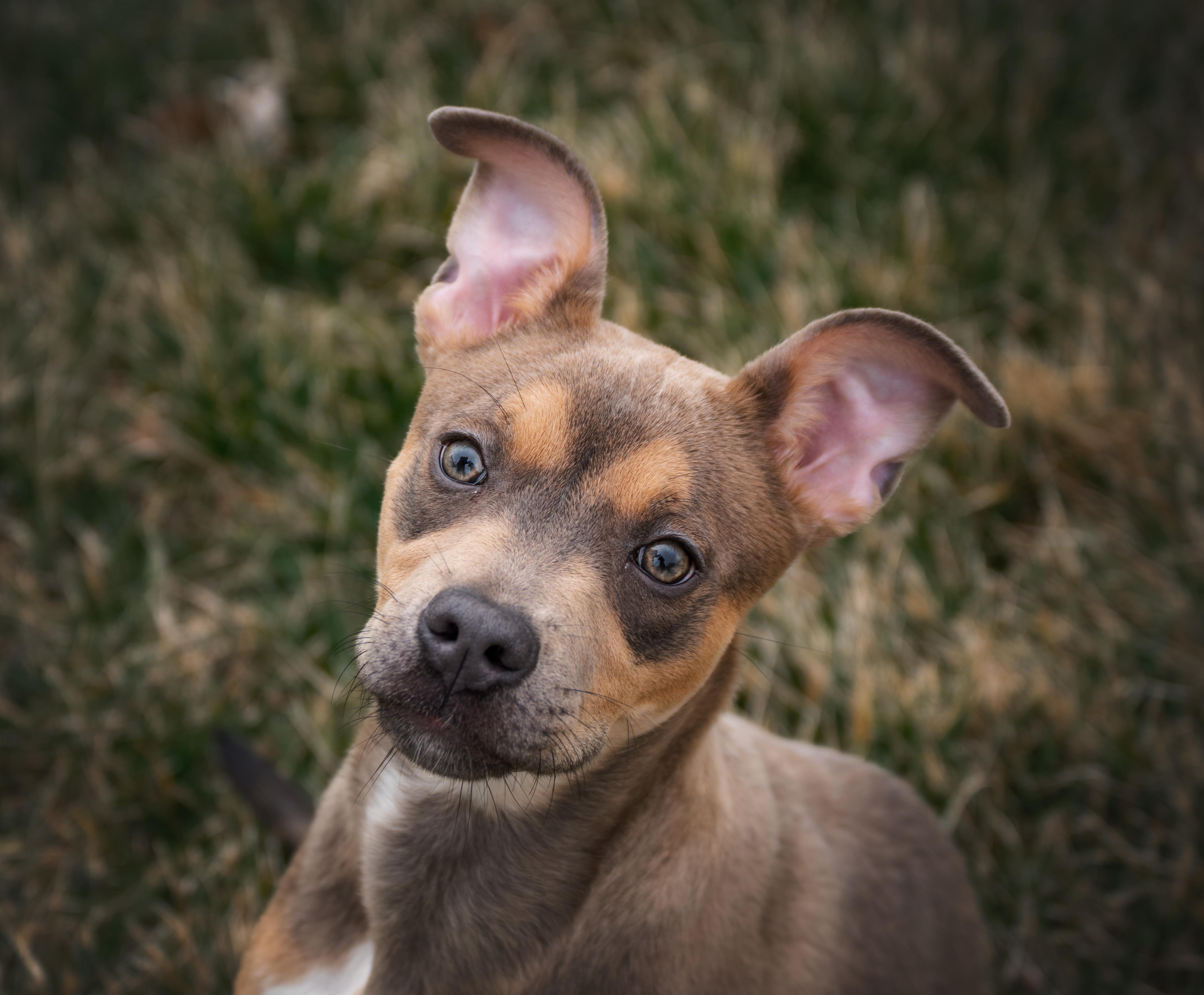 Stormy, adopted, Puppy Female Pit Bull Terrier & Shepherd.