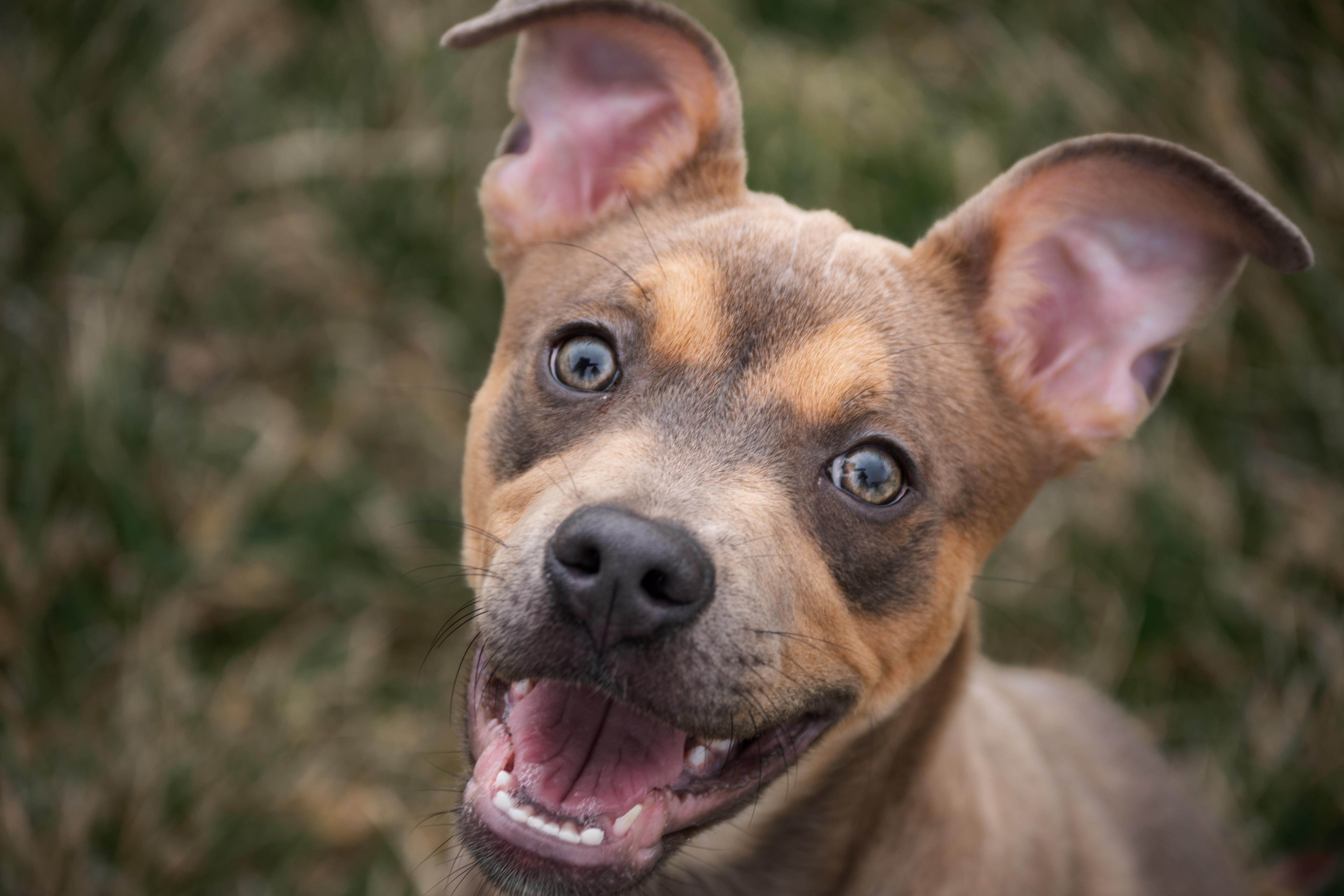 Enlarge Stormy, an adopted mixed breed in Winchester, KY image 2/6