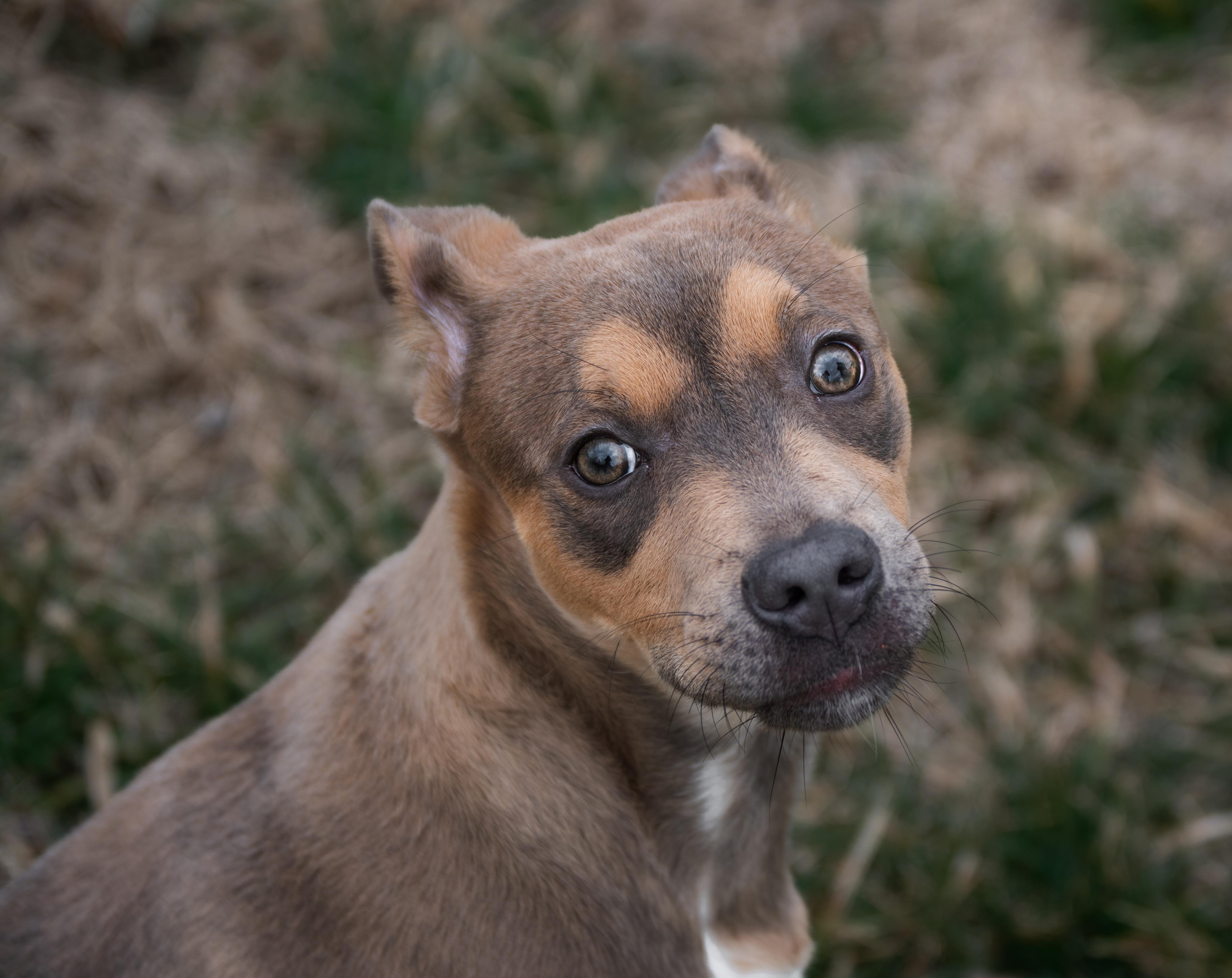 Enlarge Stormy, an adopted mixed breed in Winchester, KY image 3/6