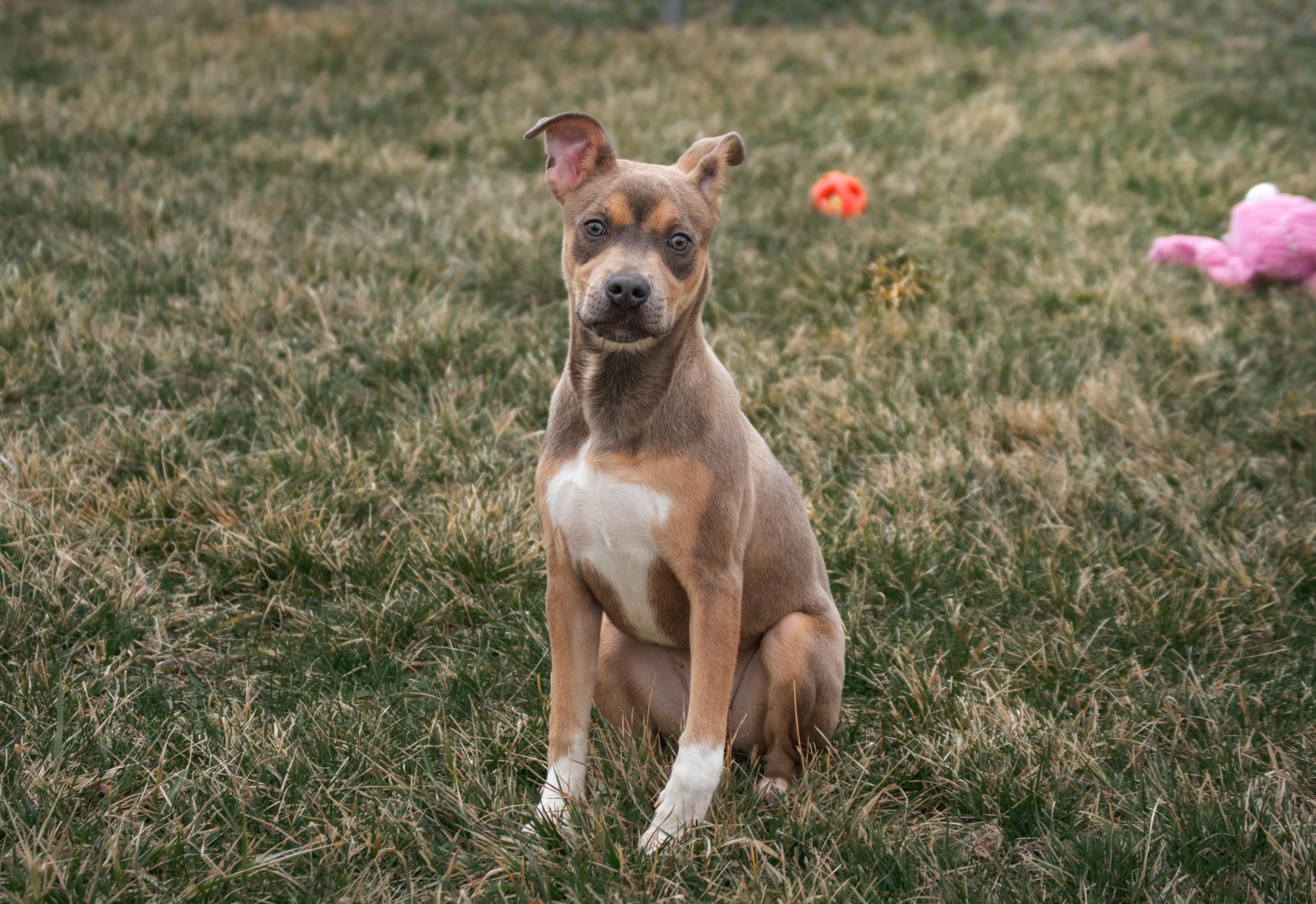 Enlarge Stormy, an adopted mixed breed in Winchester, KY image 5/6