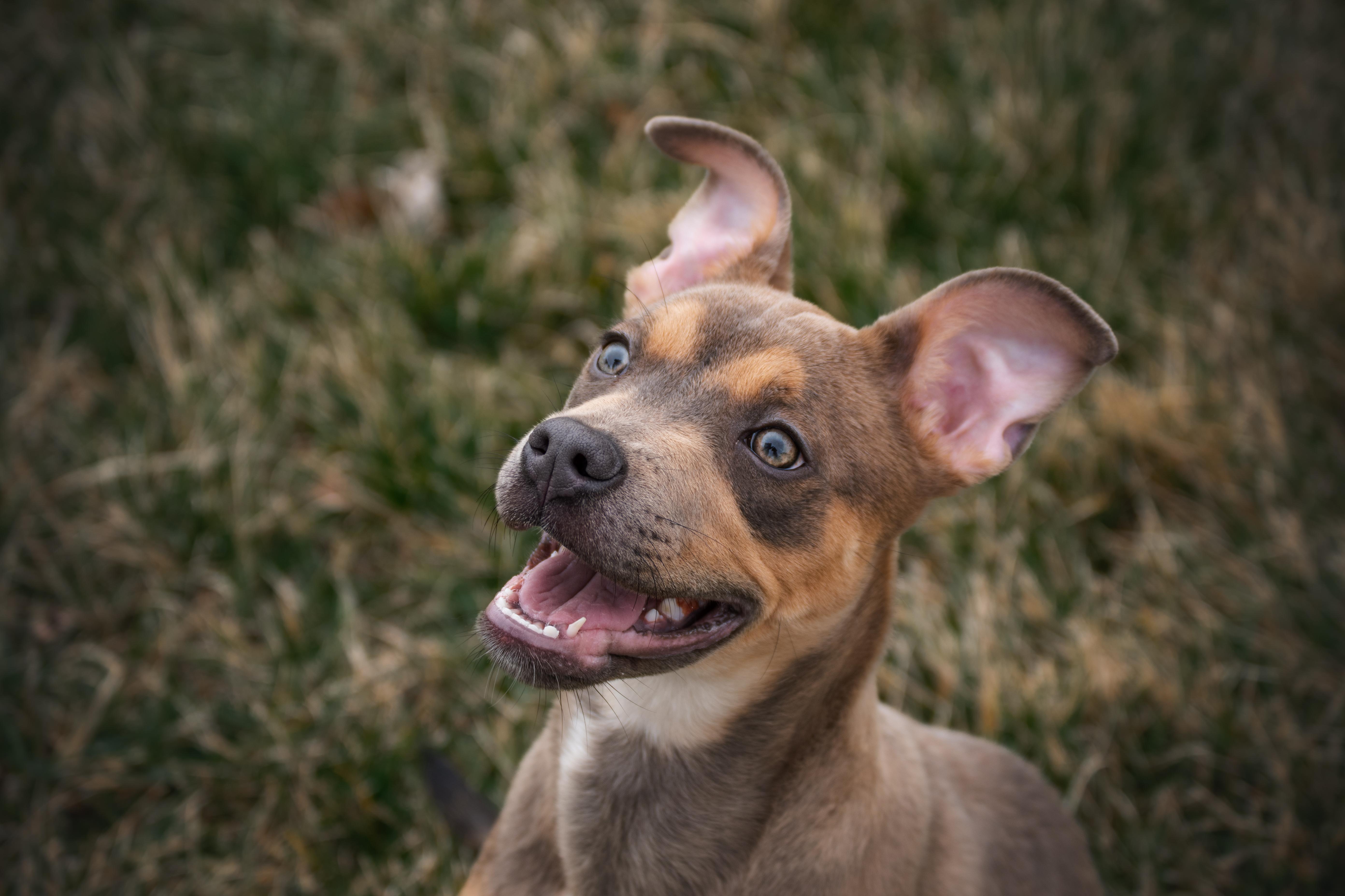 Enlarge Stormy, an adopted mixed breed in Winchester, KY image 4/6