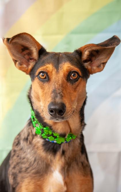 Enlarge Jilly, a Adoptable mixed breed in Dothan, AL image 1/1