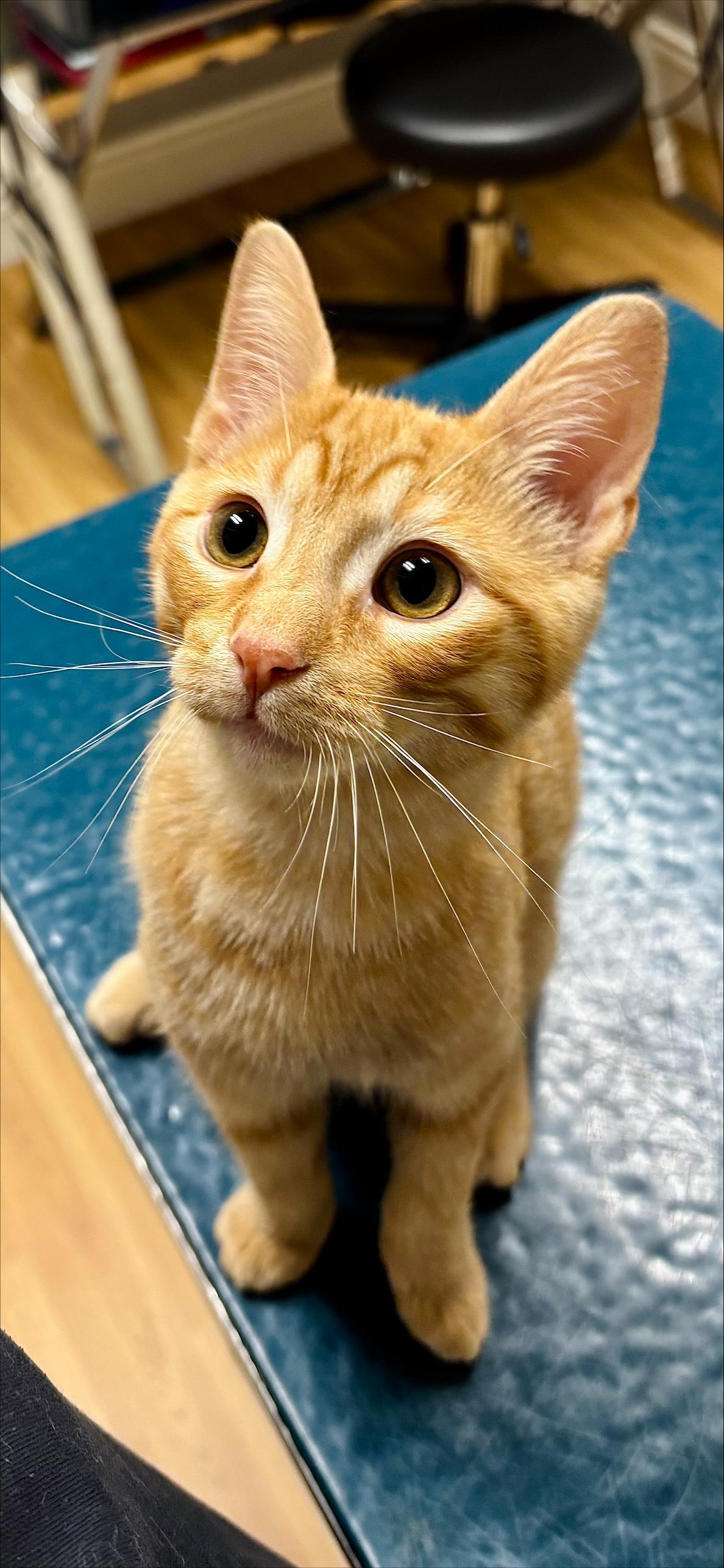 Enlarge Ryder, a Adoptable Domestic Short Hair in Cannington, ON image 2/2
