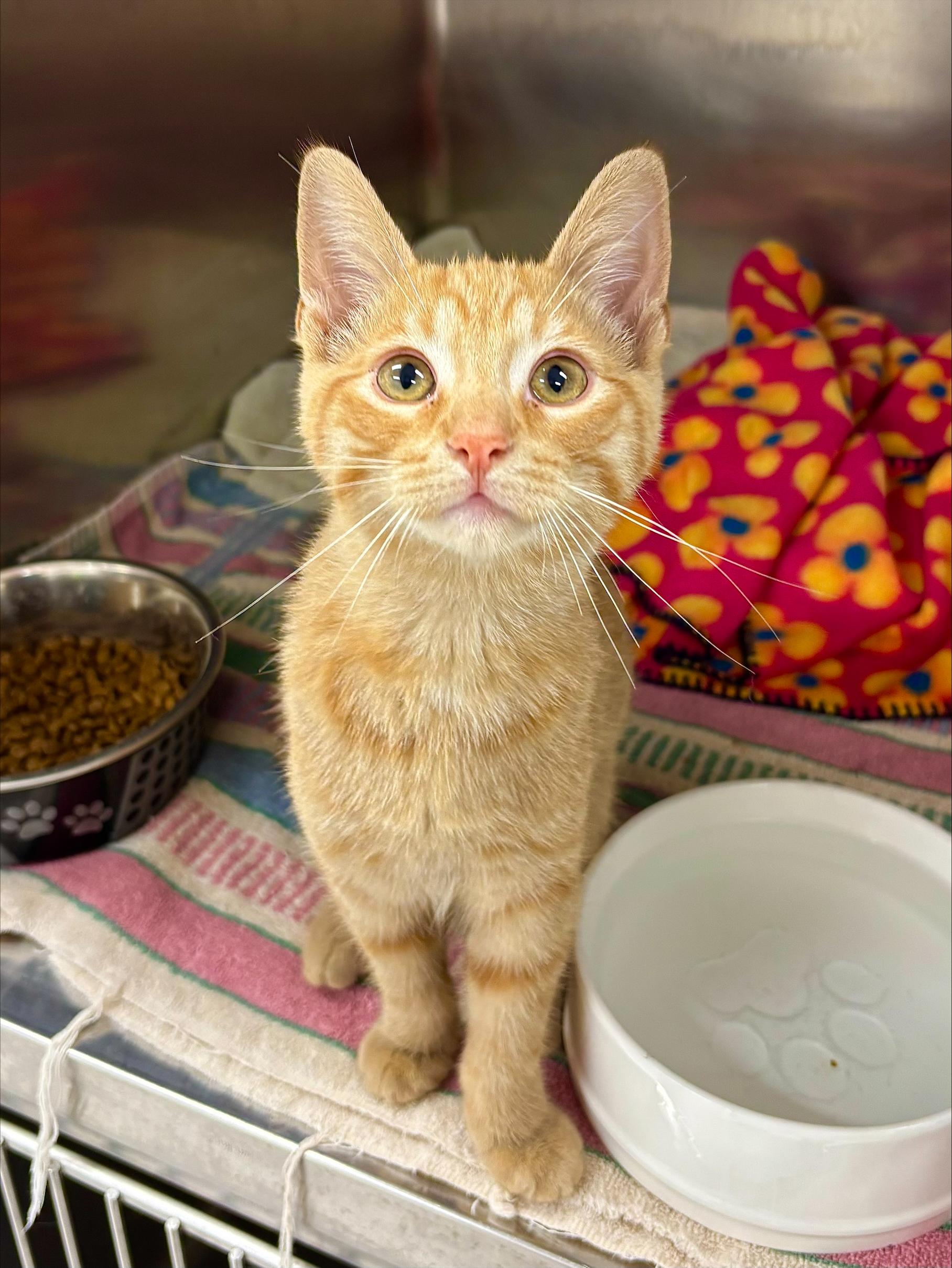 Ryder, Adoptable, Kitten Male Domestic Short Hair.