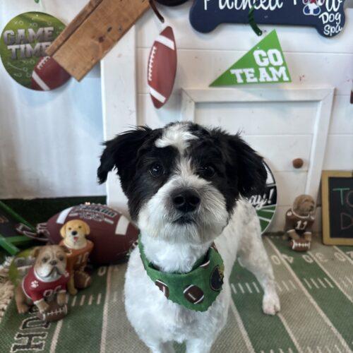 Enlarge Scrambler, a Adoptable mixed breed in Broken Arrow, OK image 1/3