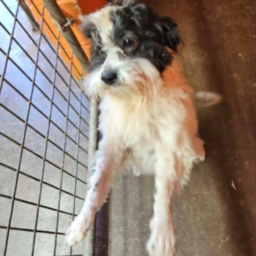 Enlarge Scrambler, a Adoptable mixed breed in Broken Arrow, OK image 2/3