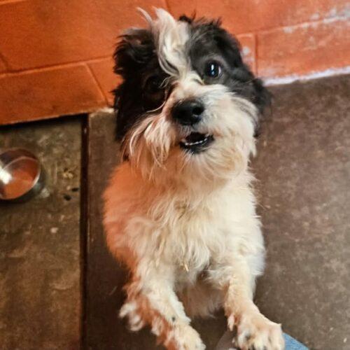 Enlarge Scrambler, a Adoptable mixed breed in Broken Arrow, OK image 3/3