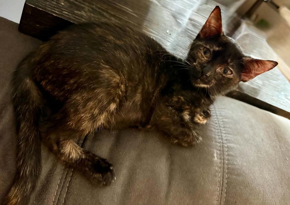Enlarge Meemaw Lasagna, a Adoptable Domestic Short Hair in Emporia, KS image 2/3