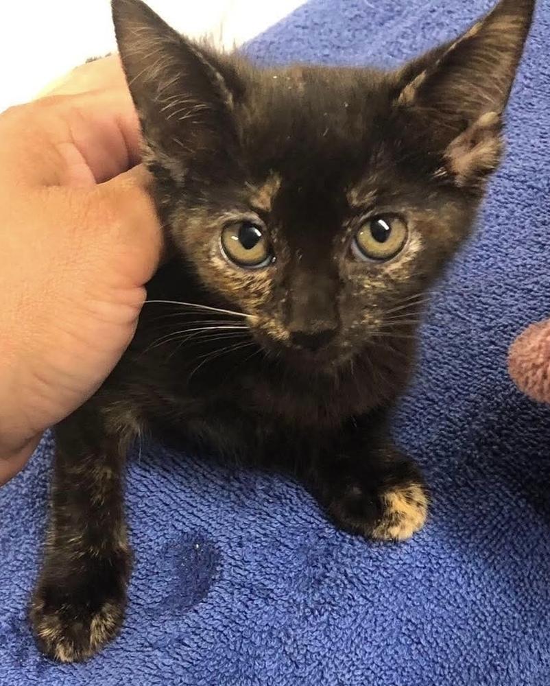 Enlarge Meemaw Lasagna, a Adoptable Domestic Short Hair in Emporia, KS image 3/3