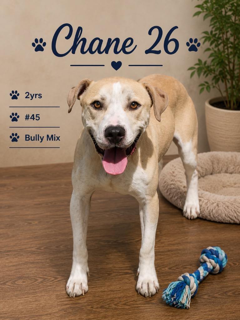 Chane 26, Adoptable, Young Male Mixed Breed.