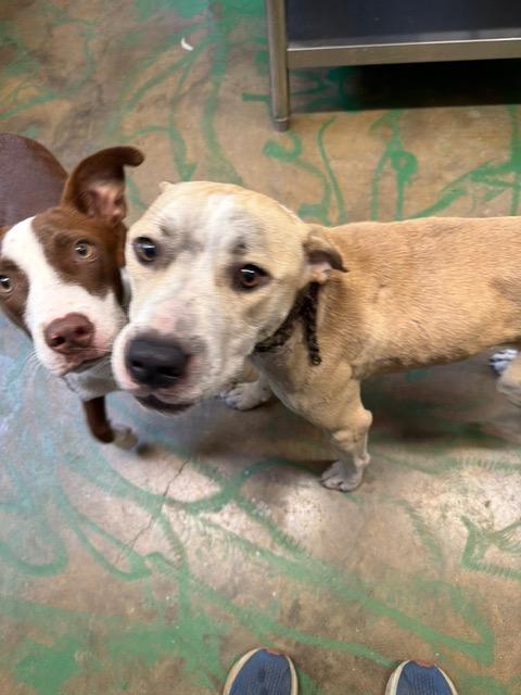 Enlarge Chane 26, a Adoptable mixed breed in Brookhaven, MS image 2/5