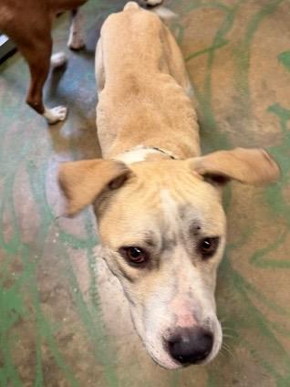 Enlarge Chane 26, a Adoptable mixed breed in Brookhaven, MS image 3/5