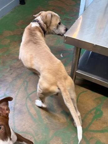 Enlarge Chane 26, a Adoptable mixed breed in Brookhaven, MS image 4/5