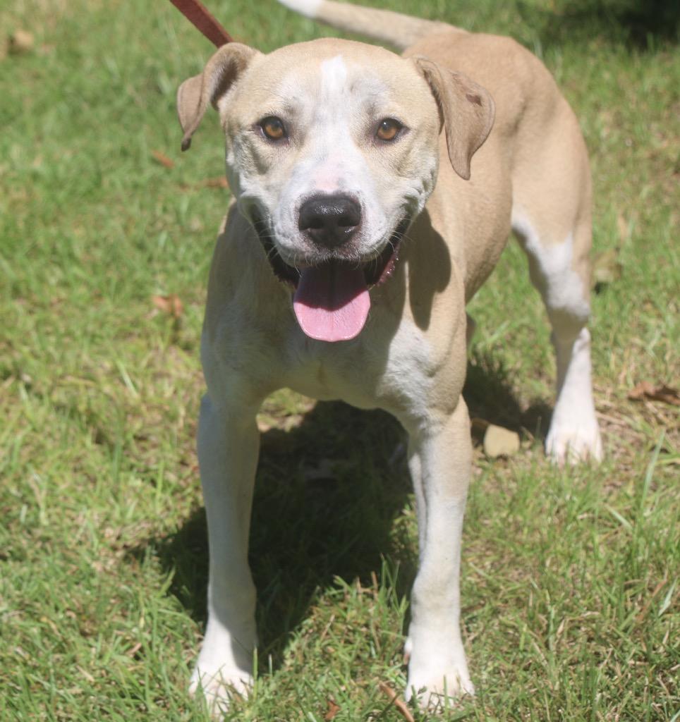 Enlarge Chane 26, a Adoptable mixed breed in Brookhaven, MS image 5/5