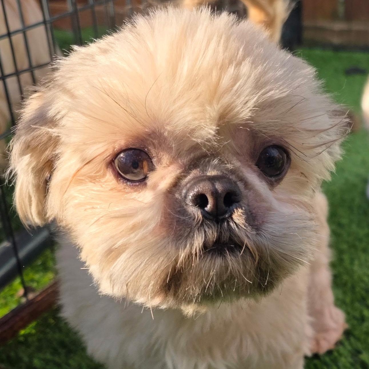 Enlarge Brandi, an adopted Shih Tzu in Anderson, SC image 1/2