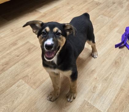 Zaley, ADOPTABLE, Puppy Female Mixed Breed.