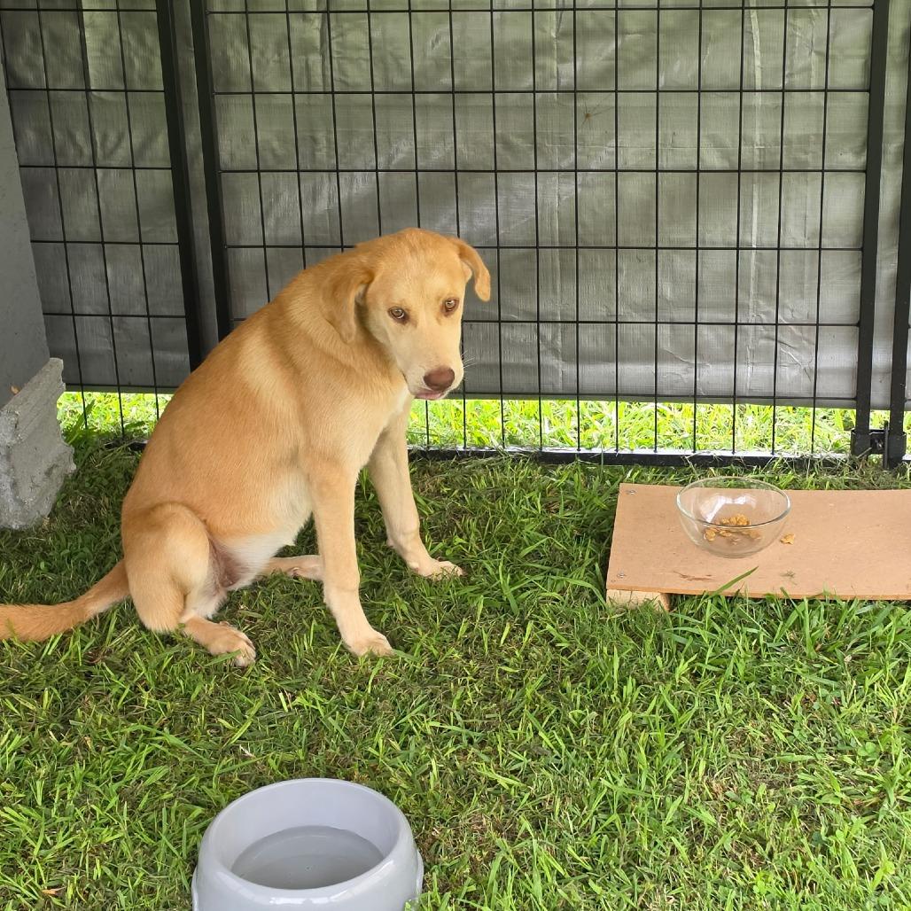 Jack, Adoptable, Adult Male Mixed Breed.