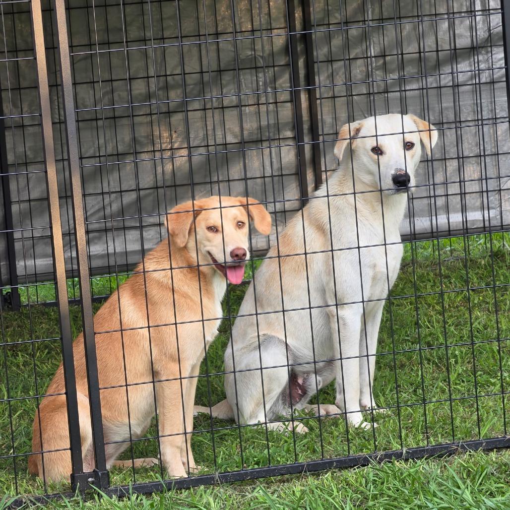 Enlarge Jack, a Adoptable Mixed Breed in Rossville, GA image 2/3