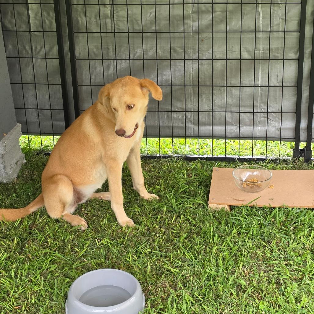 Enlarge Jack, a Adoptable Mixed Breed in Rossville, GA image 3/3