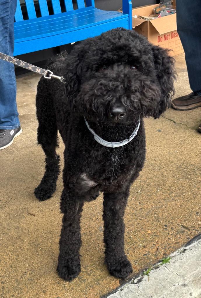 25Maxwell, ADOPTABLE, Adult Male Labradoodle.