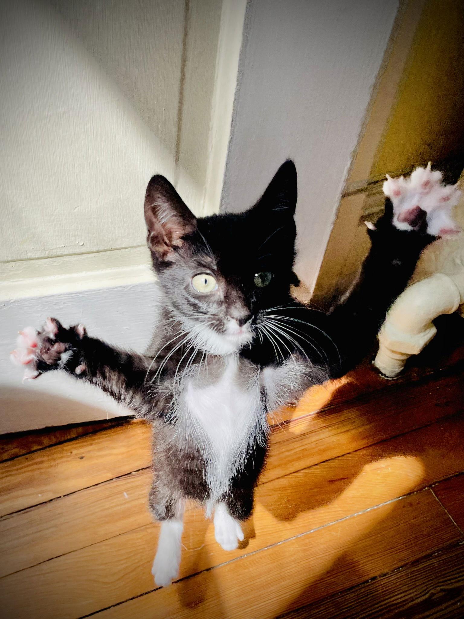 Enlarge Dot, a Adoptable mixed breed in Crompond, NY image 1/3