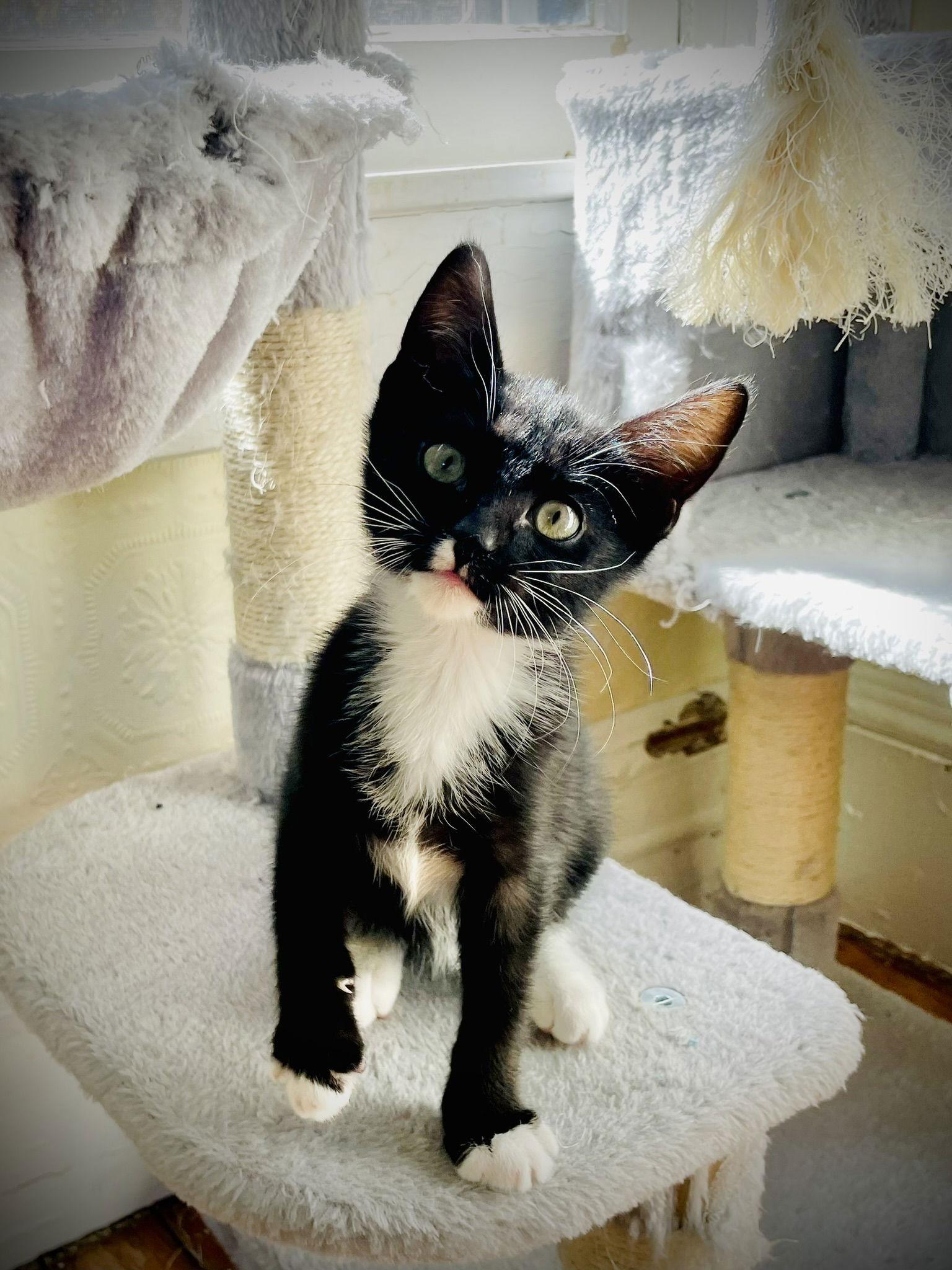 Enlarge Dot, a Adoptable mixed breed in Crompond, NY image 2/3