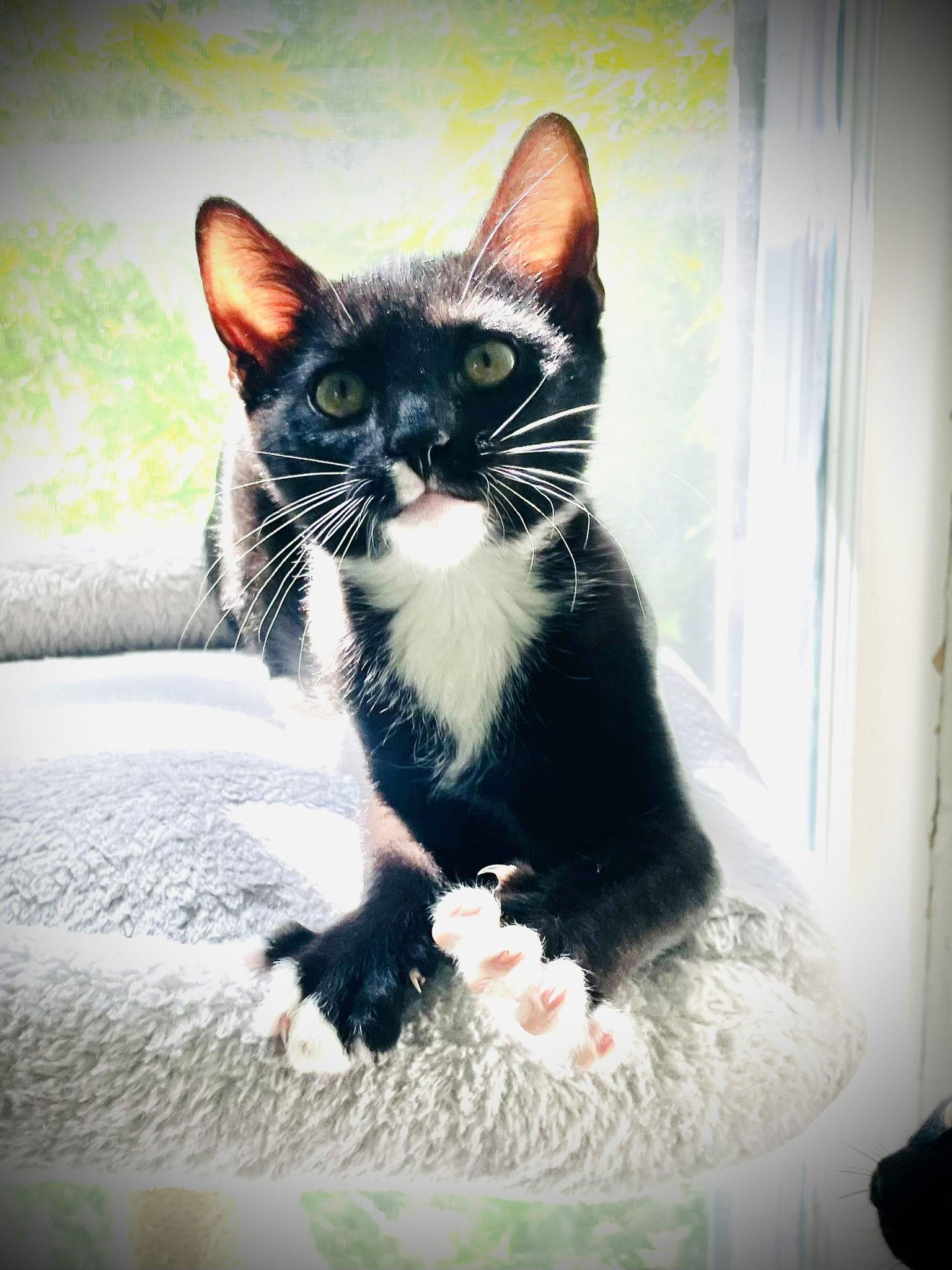 Enlarge Dot, a Adoptable mixed breed in Crompond, NY image 3/3