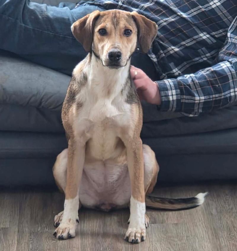 Enlarge Lily, a Adoptable mixed breed in Bancroft, ON image 2/4