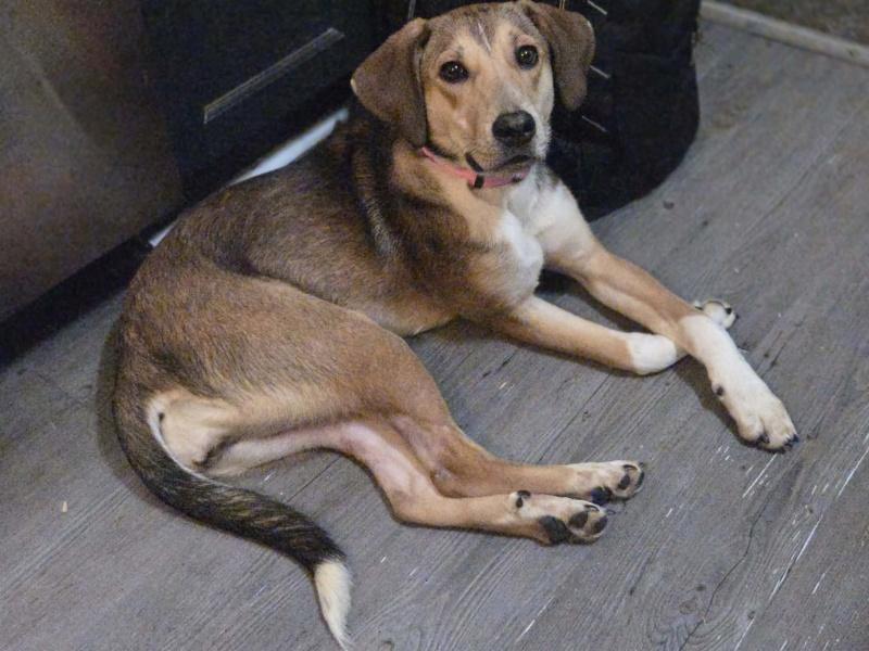 Lily, Adoptable, Young Female Beagle & Redbone Coonhound.