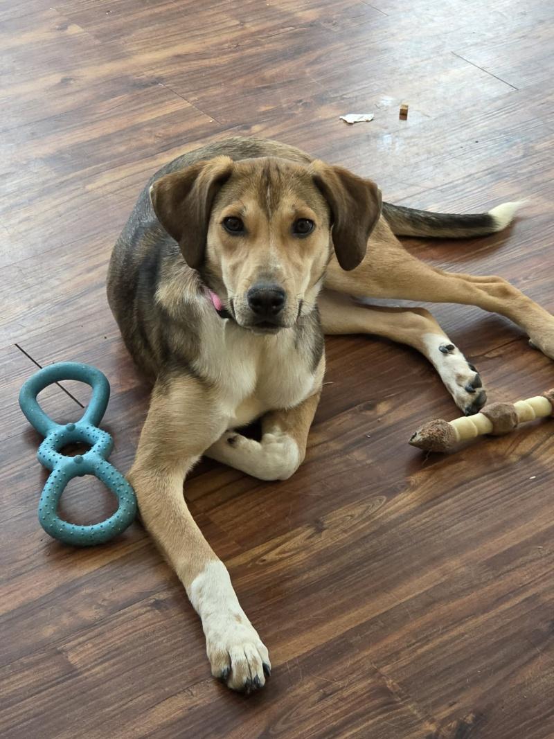 Enlarge Lily, a Adoptable mixed breed in Bancroft, ON image 4/4