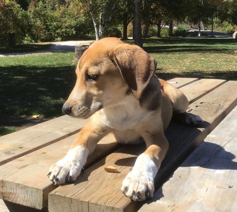 Lily, Adoptable, Young Female Beagle & Redbone Coonhound.