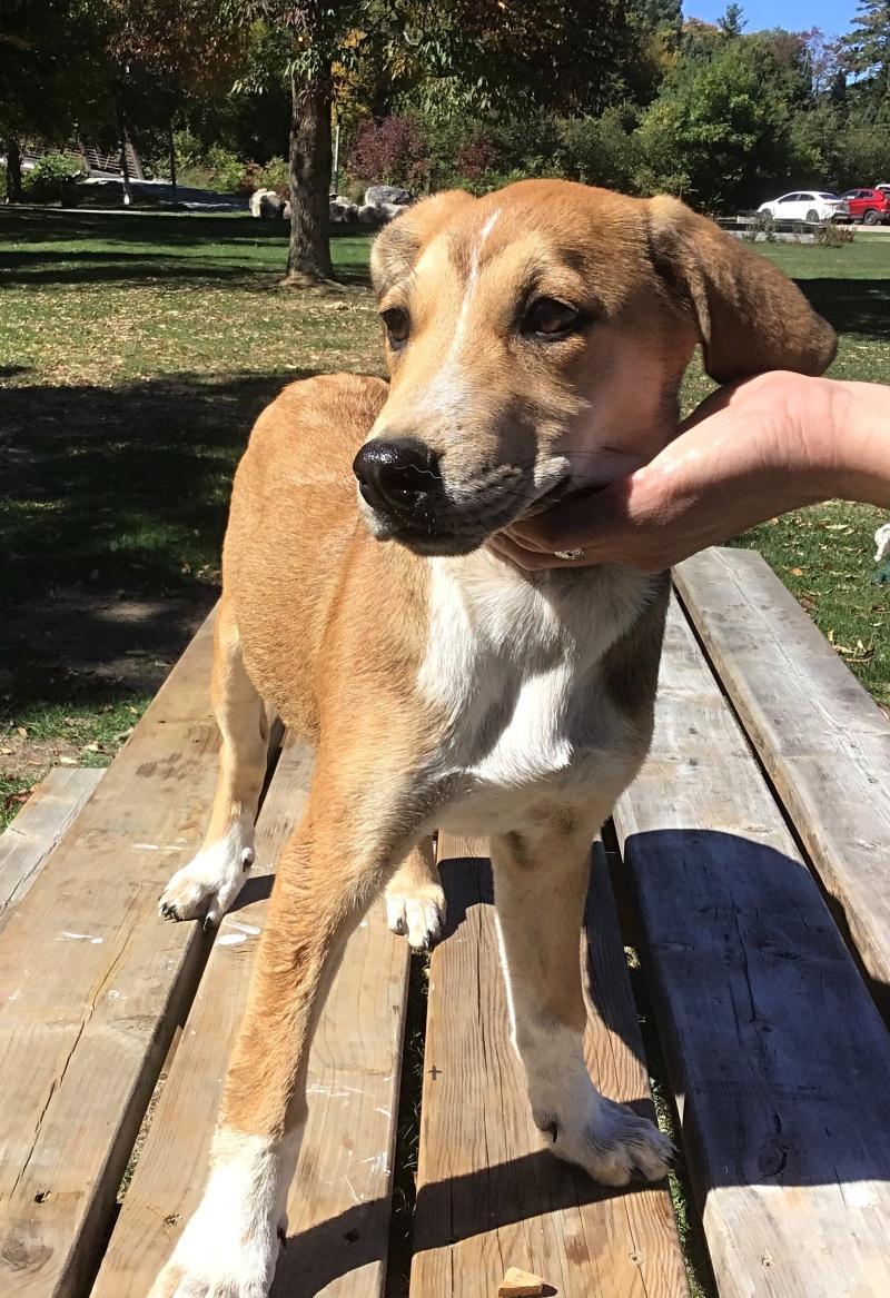 Lily, a Adoptable mixed breed in Bancroft, ON image 2/4