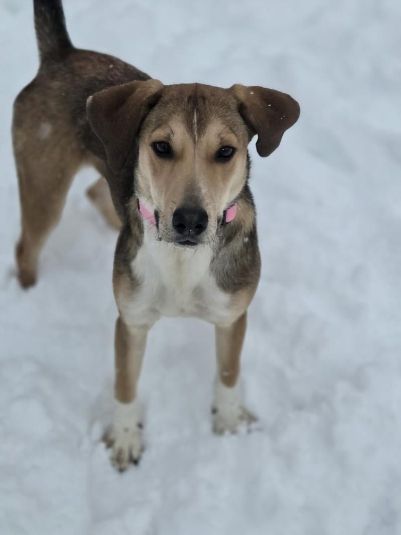 Enlarge Lily, a Adoptable mixed breed in Bancroft, ON image 3/4