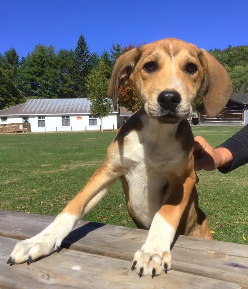 Lily, a Adoptable mixed breed in Bancroft, ON image 3/4